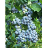 MYRTILLE DES JARDINS GOLDTRAUBE - Vaccinium corymbosum
