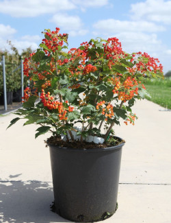 VIBURNUM opulus COMPACTUM - Viorne boule de neige, Viorne aubier En pot de 15-20 litres forme buisson hauteur 060-080 cm