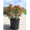 VIBURNUM opulus COMPACTUM - Viorne boule de neige, Viorne aubier En pot de 15-20 litres forme buisson hauteur 060-080 cm