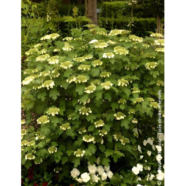 VIBURNUM opulus COMPACTUM - Viorne boule de neige, Viorne aubier