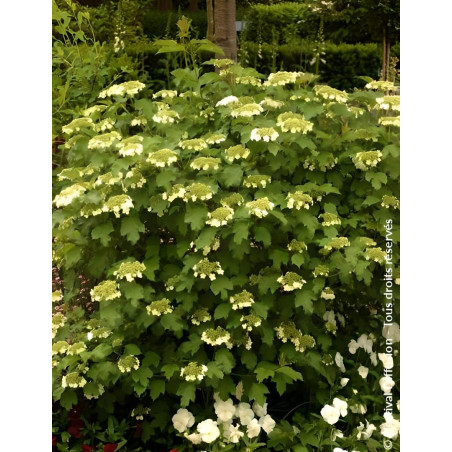 VIBURNUM opulus COMPACTUM - Viorne boule de neige, Viorne aubier