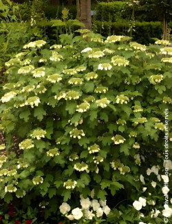 VIBURNUM opulus COMPACTUM - Viorne boule de neige, Viorne aubier
