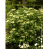 VIBURNUM opulus COMPACTUM - Viorne boule de neige, Viorne aubier