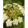 VIBURNUM opulus COMPACTUM - Viorne boule de neige, Viorne aubier