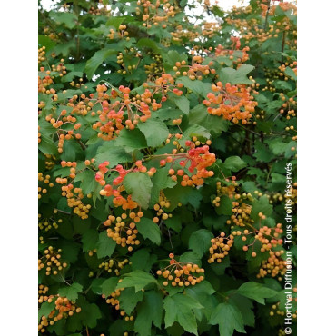 VIBURNUM opulus COMPACTUM - Viorne boule de neige, Viorne aubier