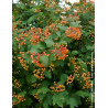 VIBURNUM opulus COMPACTUM - Viorne boule de neige, Viorne aubier