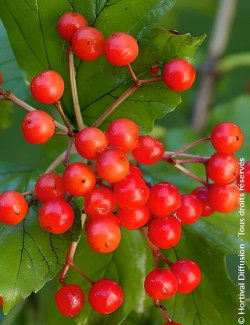 VIBURNUM opulus COMPACTUM - Viorne boule de neige, Viorne aubier