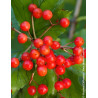VIBURNUM opulus COMPACTUM - Viorne boule de neige, Viorne aubier