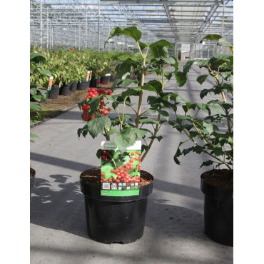 VIBURNUM opulus COMPACTUM - Viorne boule de neige, Viorne aubier En pot de 3-4 litres forme buisson hauteur 030-040 cm