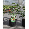VIBURNUM opulus COMPACTUM - Viorne boule de neige, Viorne aubier En pot de 3-4 litres forme buisson hauteur 030-040 cm