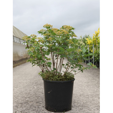 VIBURNUM opulus COMPACTUM - Viorne boule de neige, Viorne aubier En pot de 15-20 litres forme buisson hauteur 060-080 cm