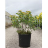 VIBURNUM opulus COMPACTUM - Viorne boule de neige, Viorne aubier En pot de 15-20 litres forme buisson hauteur 060-080 cm