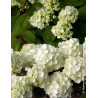 VIBURNUM plicatum POPCORN - Viorne