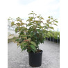 VIBURNUM plicatum POPCORN En pot de 12-15 litres forme buisson hauteur 080-100 cm