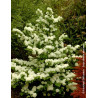 VIBURNUM plicatum POPCORN - Viorne