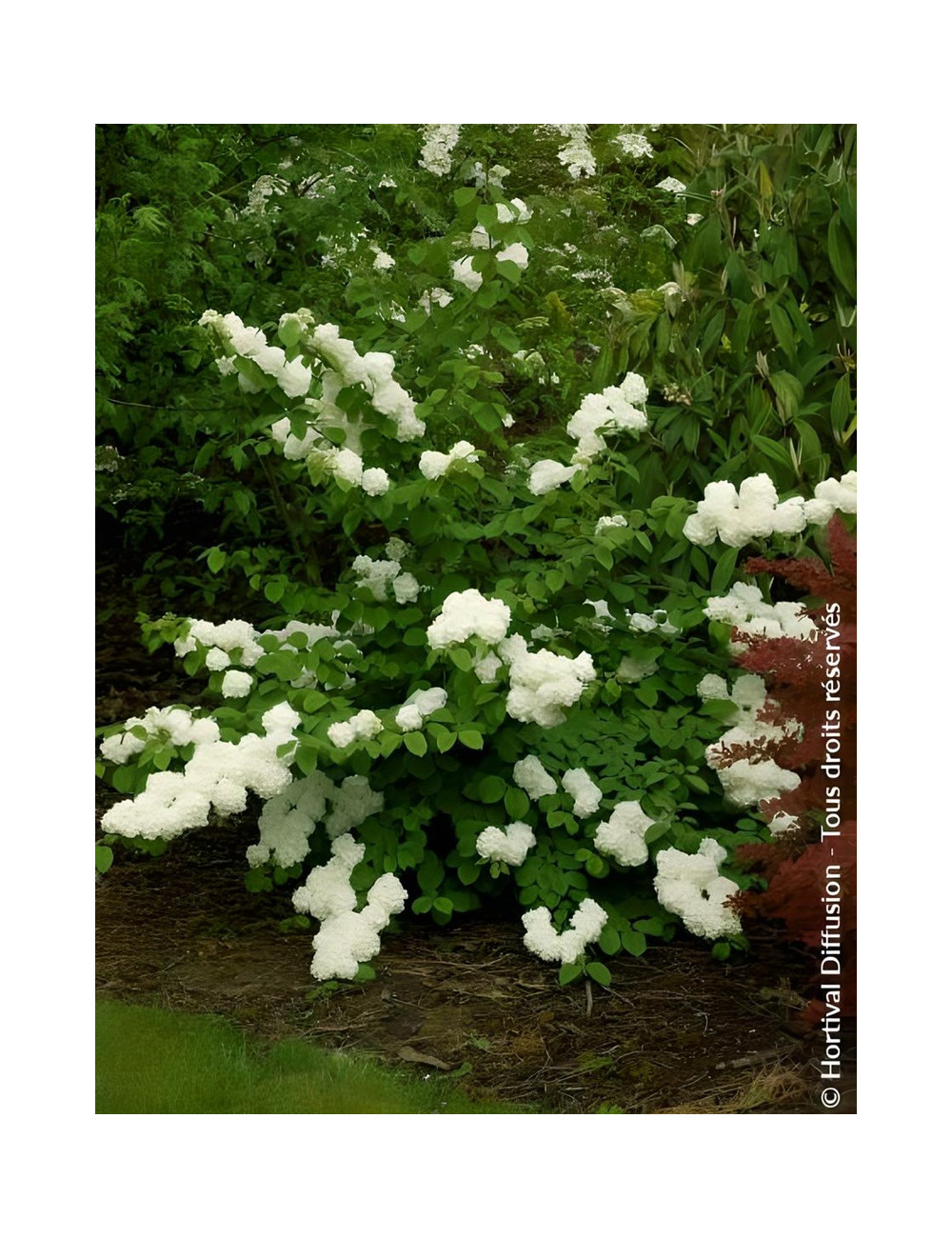 VIBURNUM plicatum POPCORN - Viorne