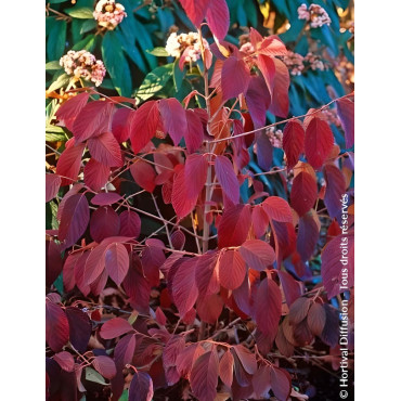 VIBURNUM plicatum POPCORN - Viorne