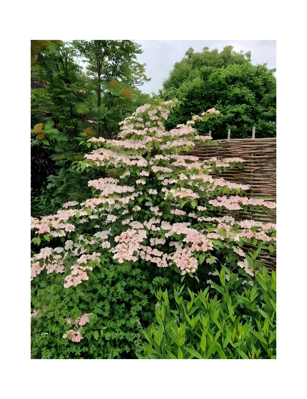 VIBURNUM plicatum PINK BEAUTY - Viorne