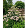 VIBURNUM plicatum PINK BEAUTY - Viorne