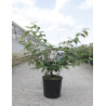 VIBURNUM plicatum PINK BEAUTY En pot de 12-15 litres fomrme buisson hauteur 080-100 cm