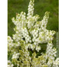 PIERIS japonica DEBUTANTE - Andromède du Japon PIERIS japonica DEBUTANTE - Andromède du Japon