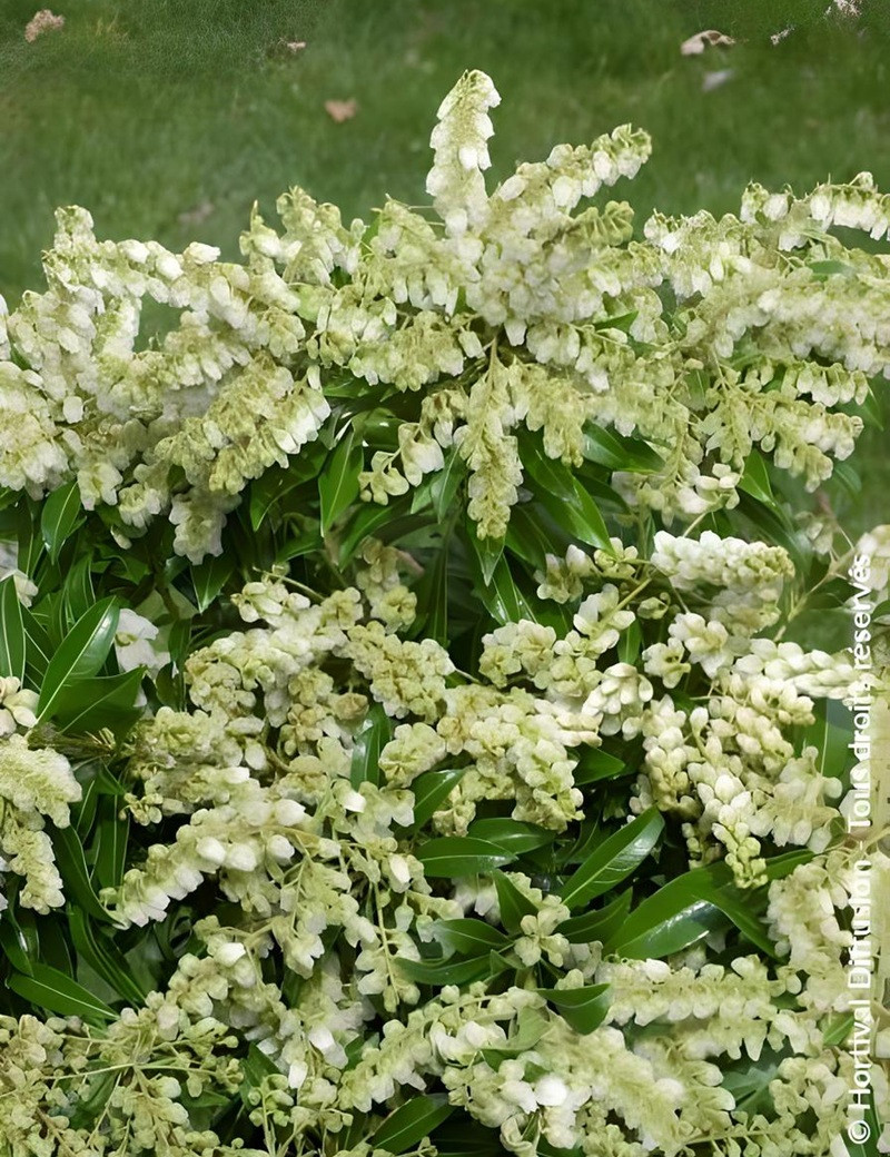 PIERIS japonica DEBUTANTE - Andromède du Japon PIERIS japonica DEBUTANTE - Andromède du Japon