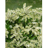 PIERIS japonica DEBUTANTE - Andromède du Japon PIERIS japonica DEBUTANTE - Andromède du Japon