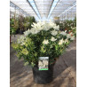 PIERIS japonica DEBUTANTE - Andromède du Japon En pot de 10-12 litres buisson hauteur 050-060 cm PIERIS japonica DEBUTANTE - Andromède du Japon En pot de 10-12 litres buisson hauteur 050-060 cm