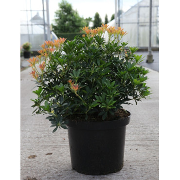 PIERIS japonica DEBUTANTE - Andromède du Japon En pot de 10-12 litres buisson hauteur 050-060 cm
