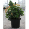 PIERIS japonica DEBUTANTE - Andromède du Japon En pot de 10-12 litres buisson hauteur 050-060 cm PIERIS japonica DEBUTANTE - Andromède du Japon En pot de 10-12 litres buisson hauteur 050-060 cm