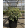 PIERIS japonica LITTLE HEATH VARIEGATA - Andromède du Japon En pot de 10-12 litres buisson hauteur 050-060 cm PIERIS japonica LITTLE HEATH VARIEGATA - Andromède du Japon En pot de 10-12 litres buisson hauteur 050-060 cm