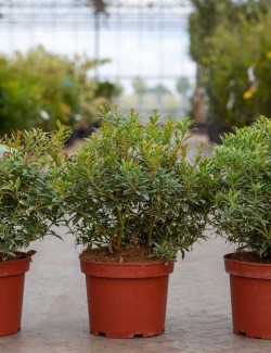 PIERIS japonica LITTLE HEATH VARIEGATA - Andromède du Japon En pot de 4-5 litres buisson hauteur 030-040 cm