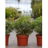 PIERIS japonica LITTLE HEATH VARIEGATA - Andromède du Japon En pot de 4-5 litres buisson hauteur 030-040 cm PIERIS japonica LITTLE HEATH VARIEGATA - Andromède du Japon En pot de 4-5 litres buisson hauteur 030-040 cm