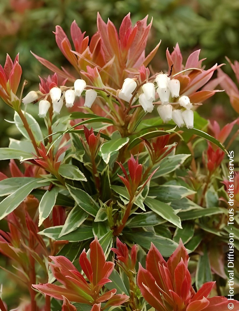 PIERIS japonica LITTLE HEATH VARIEGATA - Andromède du Japon PIERIS japonica LITTLE HEATH VARIEGATA - Andromède du Japon