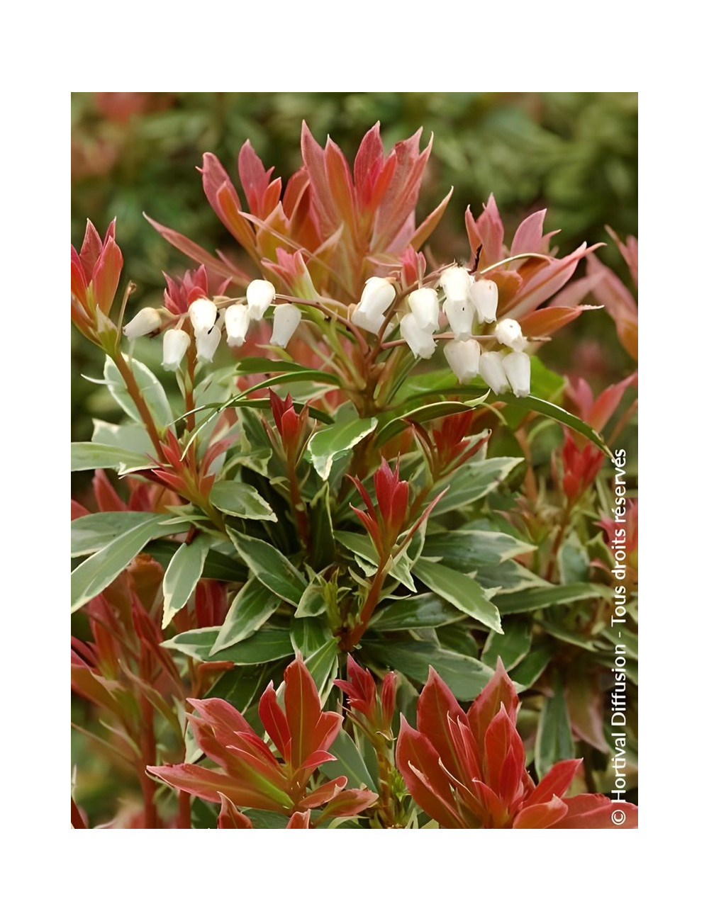PIERIS japonica LITTLE HEATH VARIEGATA - Andromède du Japon