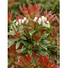 PIERIS japonica LITTLE HEATH VARIEGATA - Andromède du Japon PIERIS japonica LITTLE HEATH VARIEGATA - Andromède du Japon