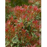 PIERIS japonica LITTLE HEATH VARIEGATA - Andromède du Japon PIERIS japonica LITTLE HEATH VARIEGATA - Andromède du Japon
