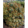 PIERIS japonica LITTLE HEATH VARIEGATA - Andromède du Japon PIERIS japonica LITTLE HEATH VARIEGATA - Andromède du Japon