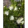 MYRTUS communis TARENTINA - Myrte MYRTUS communis TARENTINA - Myrte