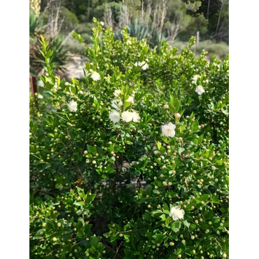 MYRTUS communis TARENTINA - Myrte