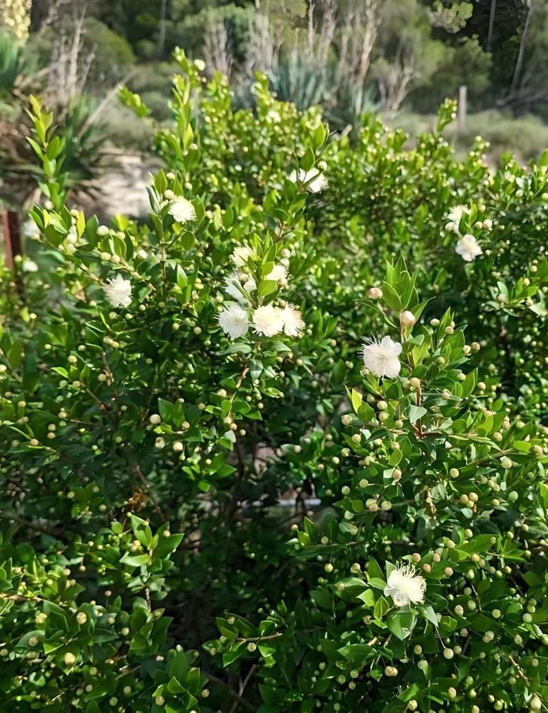 MYRTUS communis TARENTINA - Myrte MYRTUS communis TARENTINA - Myrte