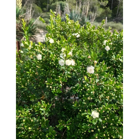 MYRTUS communis TARENTINA - Myrte