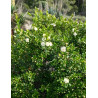 MYRTUS communis TARENTINA - Myrte MYRTUS communis TARENTINA - Myrte