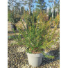 MYRTUS communis TARENTINA - Myrte En pot de 10-12 litres buisson hauteur 060-080 cm MYRTUS communis TARENTINA - Myrte En pot de 10-12 litres buisson hauteur 060-080 cm