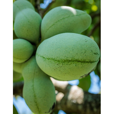 ASIMINA triloba - Pawpaw