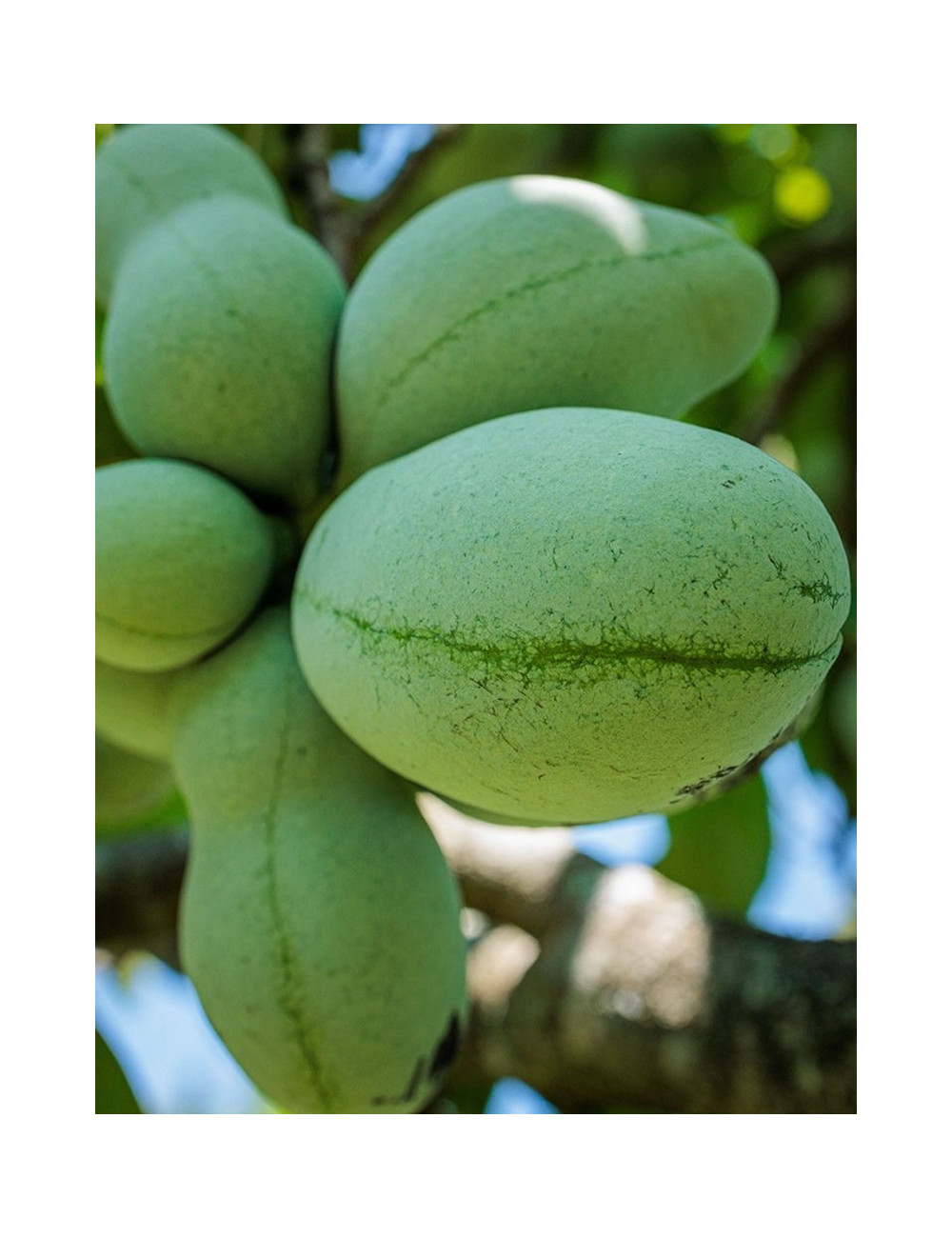 ASIMINA triloba - Pawpaw
