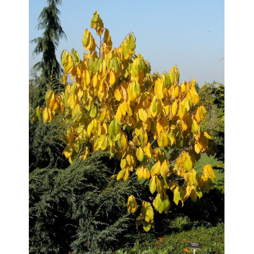 ASIMINA triloba - Pawpaw