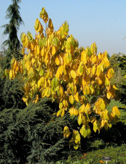 ASIMINA triloba - Pawpaw