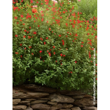 SALVIA grahamii - Sauge à petites feuilles, Sauge de Graham
