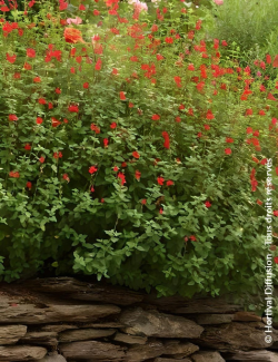 SALVIA grahamii - Sauge à petites feuilles, Sauge de Graham